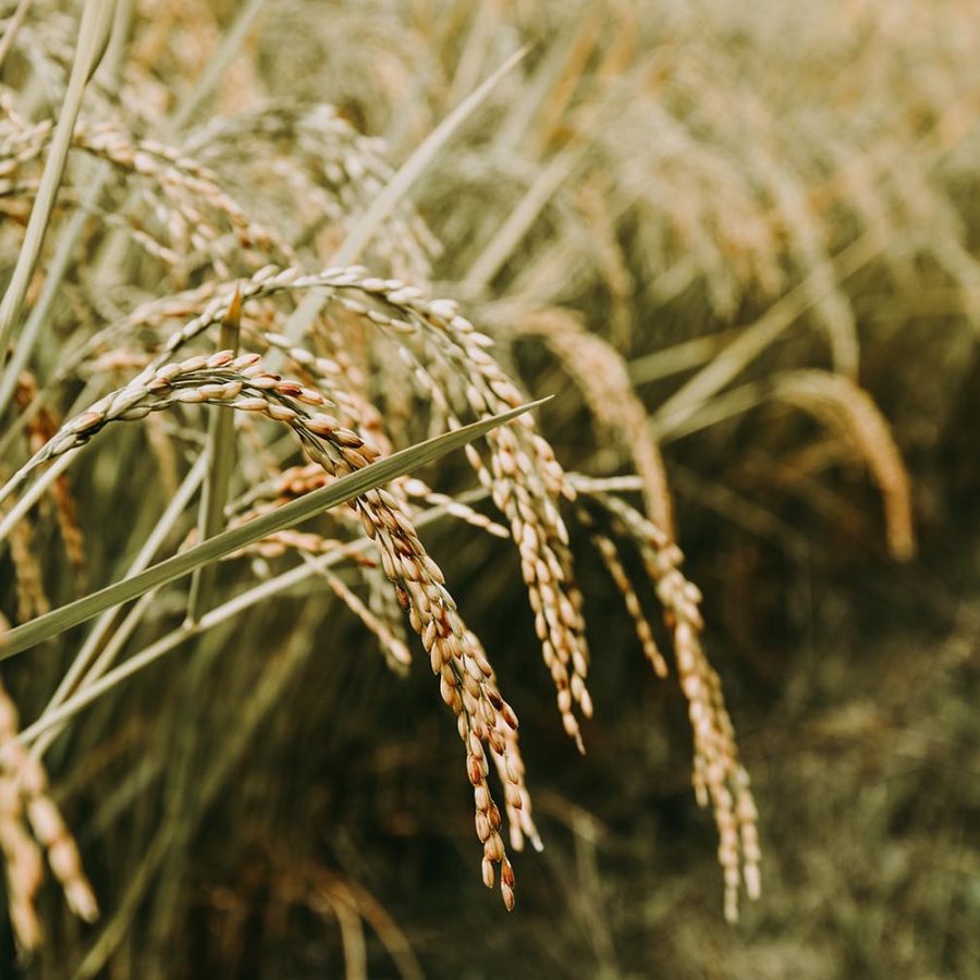 globaltradehouse-gambia-3